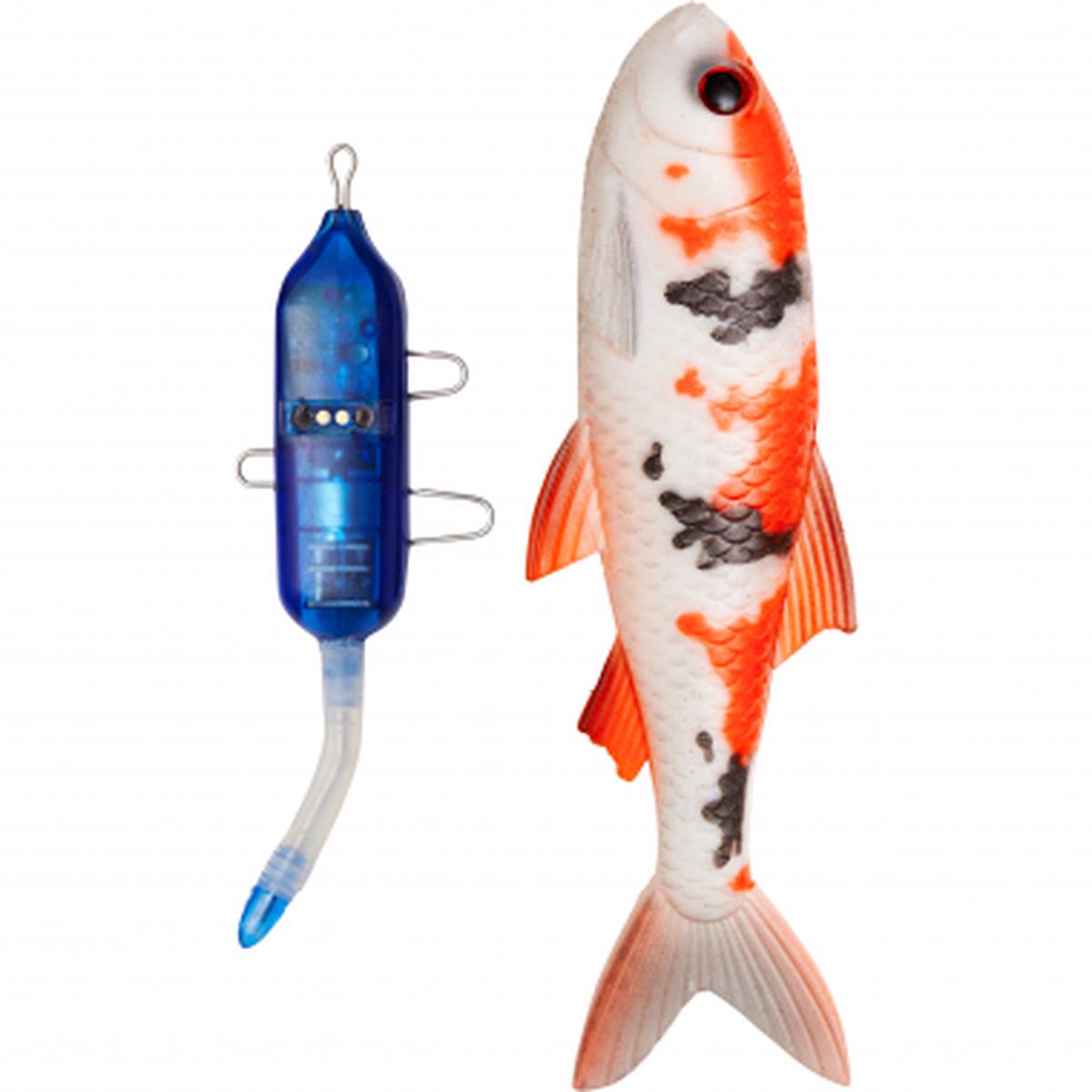 Roach Kit (Koi Carp)